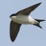 image of bird