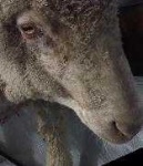 image of animal