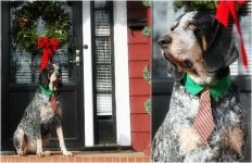 image of bluetick