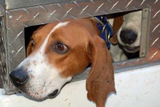 image of walker_hound