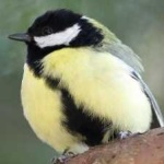 image of bird