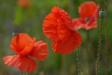 image of flower