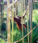 image of orangutan