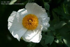 image of flower