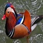 image of bird