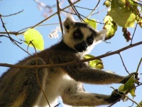 image of indri