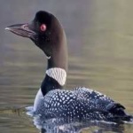image of bird