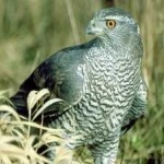image of bird