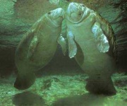 image of dugong