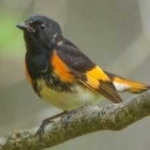 image of bird