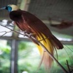 bird_of_paradise_bird