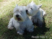 image of west_highland_white_terrier
