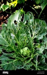 image of damage_to_cabbage_leaves