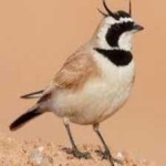 image of bird