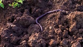 image of parasitic_flatworms