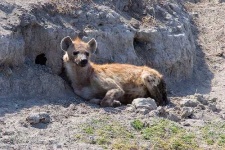 image of hyena