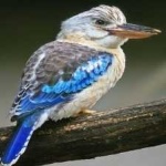 image of bird