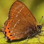 image of animal