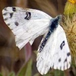 image of animal