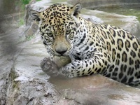 image of jaguar_car