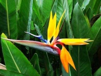 image of flower