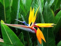 image of bird_of_paradise_flower #25