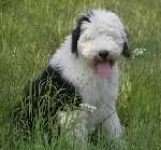 image of dandie_dinmont