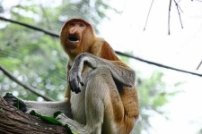 image of proboscis_monkey