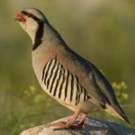 image of bird