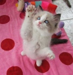 image of animal