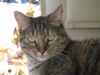 image of tiger_cat