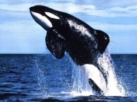 image of animal