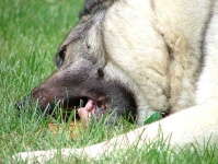 image of norwegian_elkhound #16