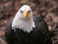 image of bald_eagle