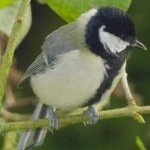image of bird