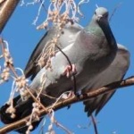 image of bird