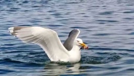image of seagull
