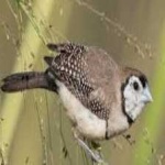 image of bird