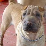 image of shar_pei #7