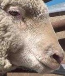 image of animal