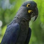 image of bird