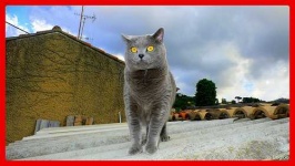image of animal