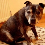 image of staffordshire_bullterrier #16