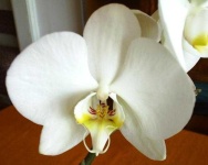 image of moon_orchid #28