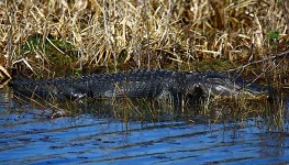 image of american_alligator
