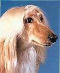 image of afghan_hound #18