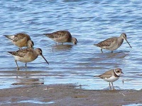 image of dowitcher
