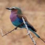 image of bird