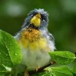 image of bird