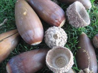 image of acorn